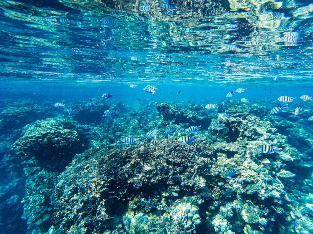 3D2N vs 4D3N Komodo Liveaboard: Which to Pick?