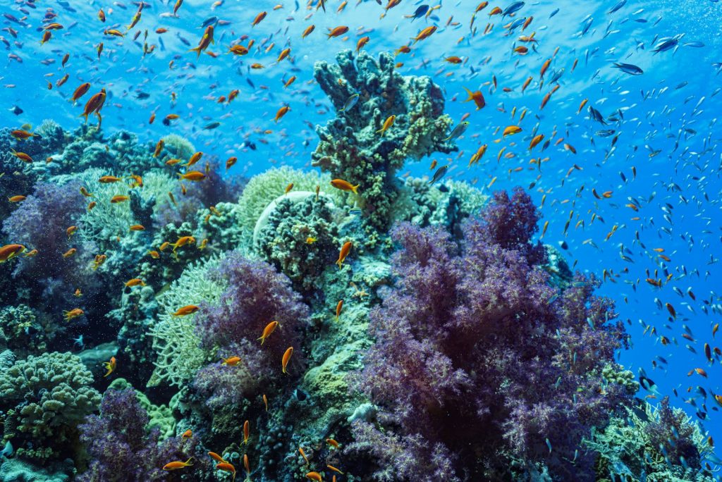 The Best Dive Sites in Komodo, Ranked