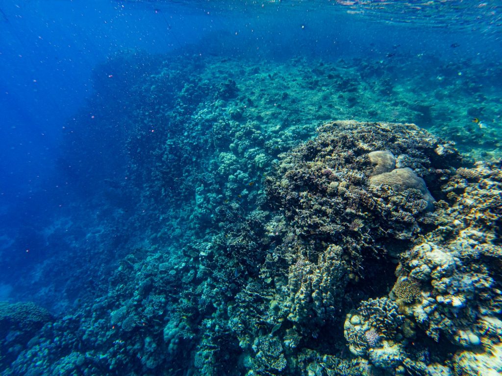 Best Time for a Komodo Liveaboard (Season Guide)