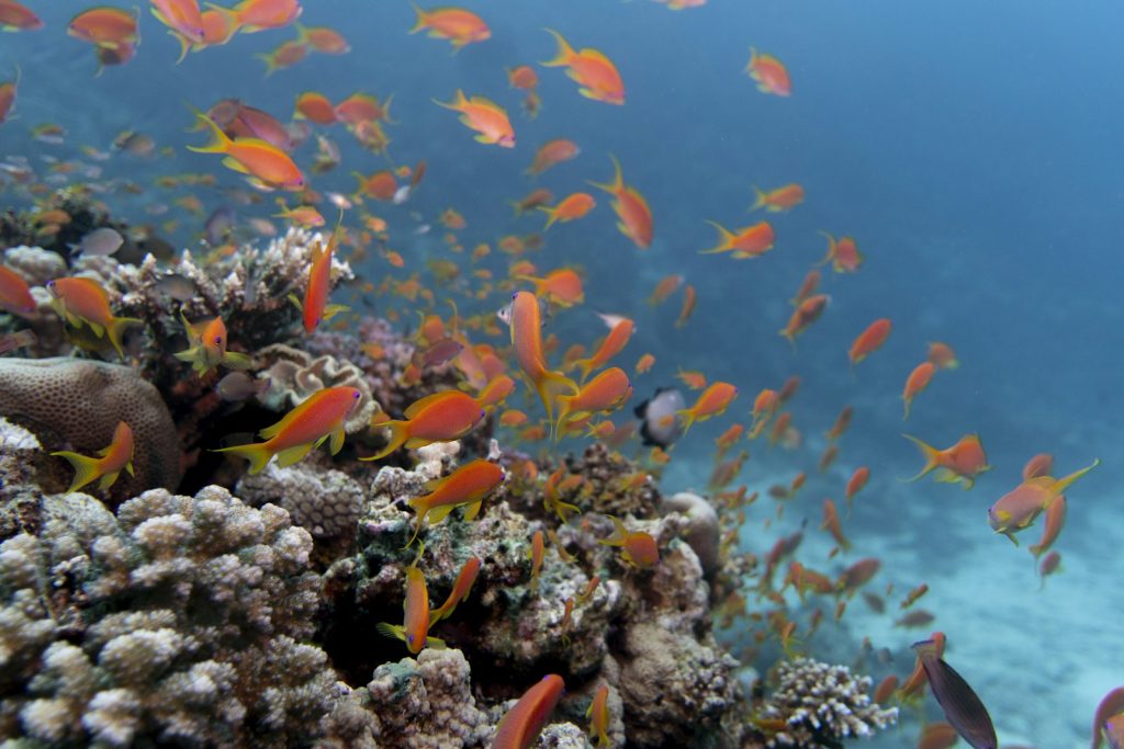 How Much Does a Komodo Liveaboard Cost?