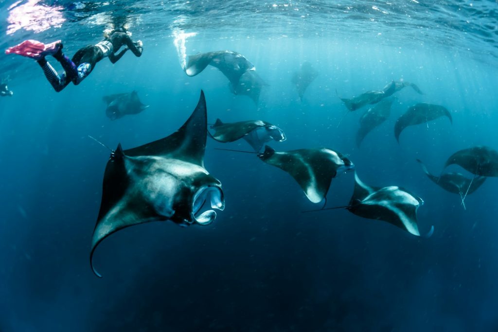 A Komodo Honeymoon Liveaboard (Private Phinisi)