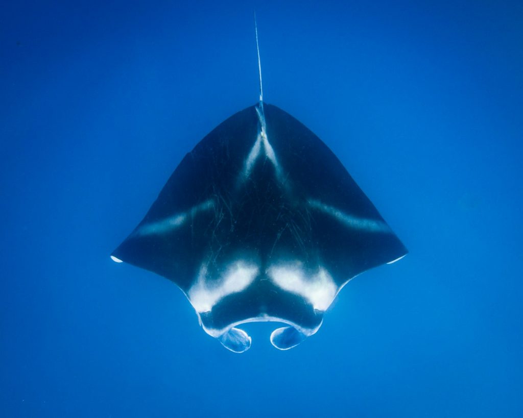 Komodo Liveaboard for Beginner Divers
