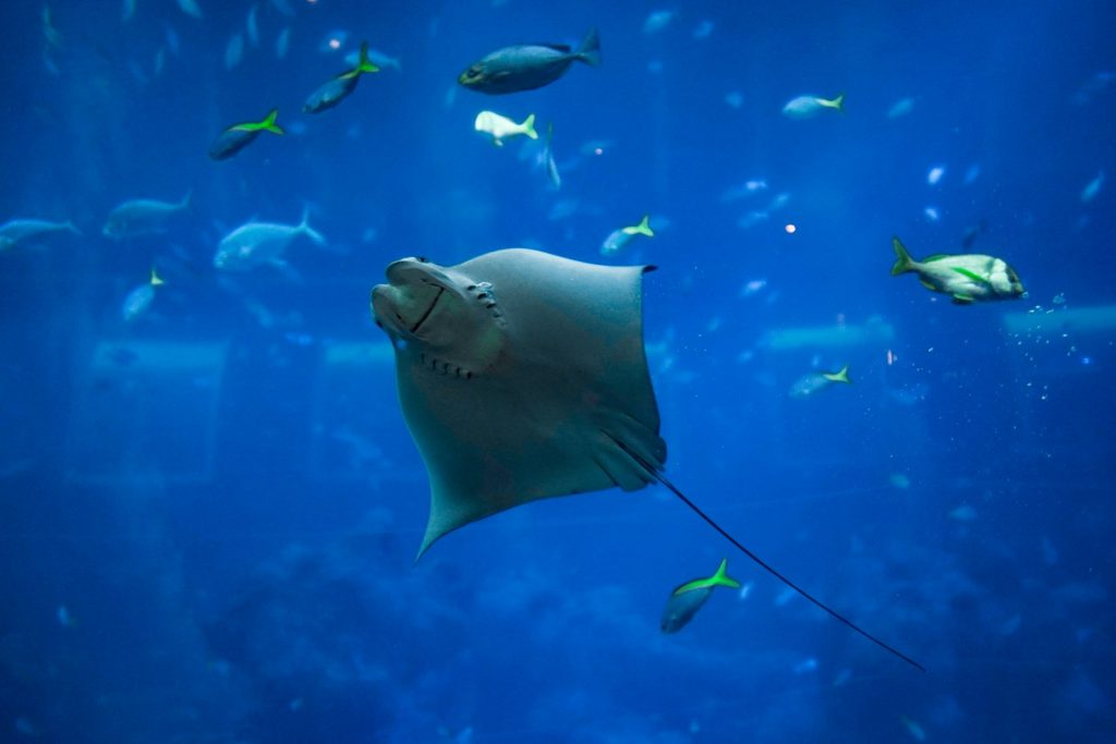 Komodo vs Raja Ampat Liveaboard: How to Choose
