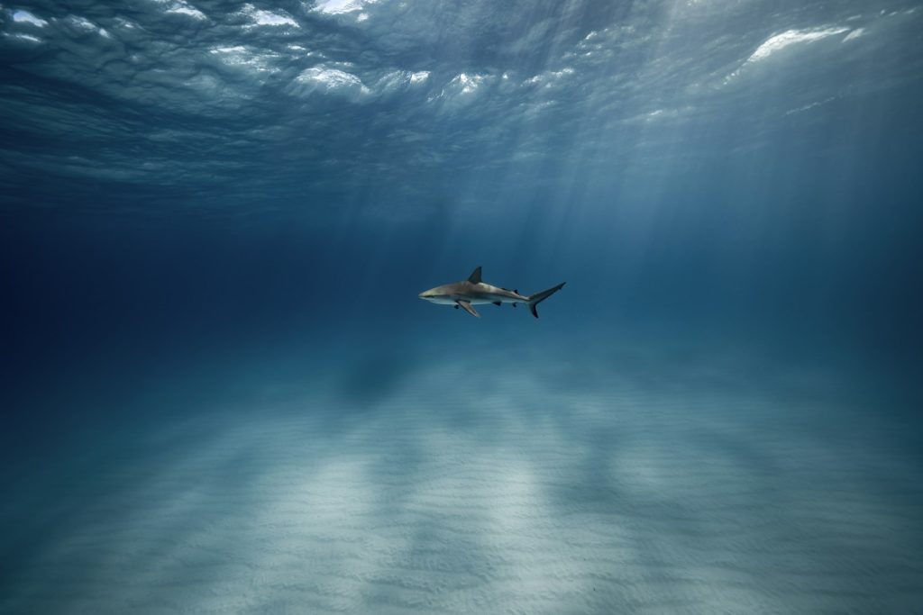 Komodo Snorkeling Trip: Sites & What You’ll See