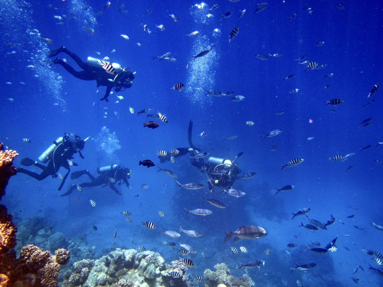 Open Trip