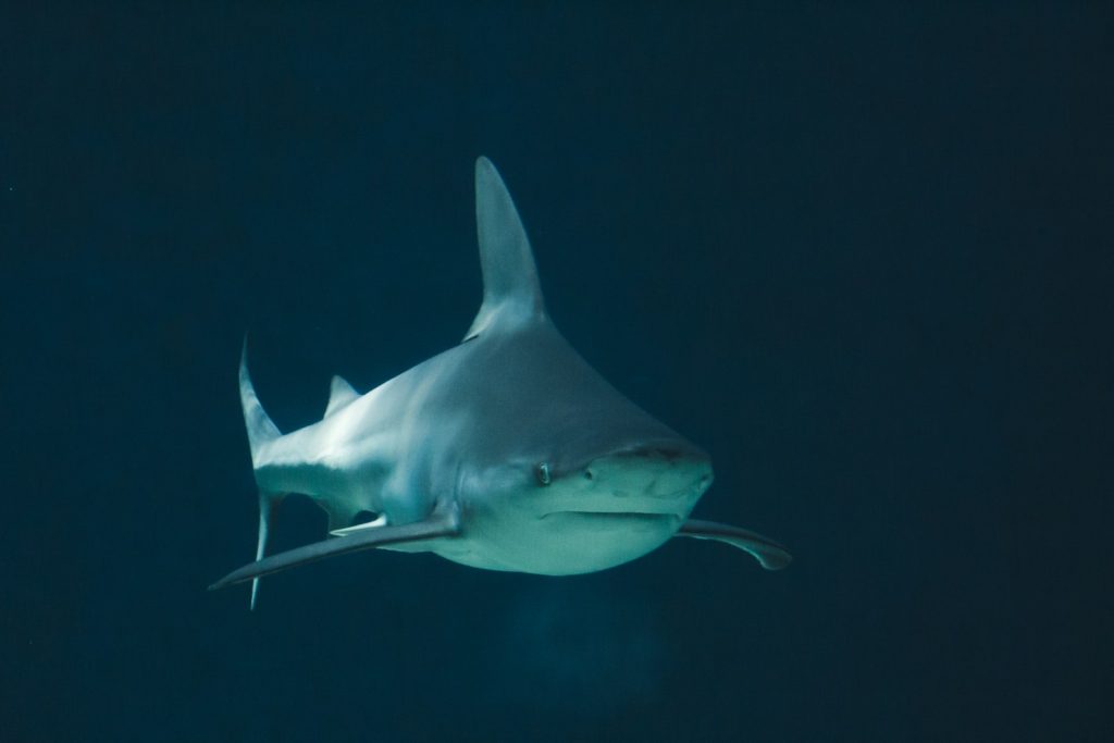 What to Pack for a Komodo Liveaboard